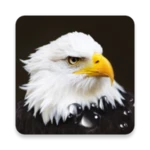 birds live wallpaper android application logo